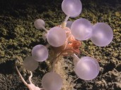 Encontraron en una de las zonas más remotas del planeta la "bola de la muerte"