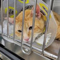 Twenty-one cats surrendered by elderly couple