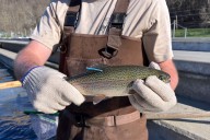 WVDNR Continues Trout Study During Fall Stocking Season