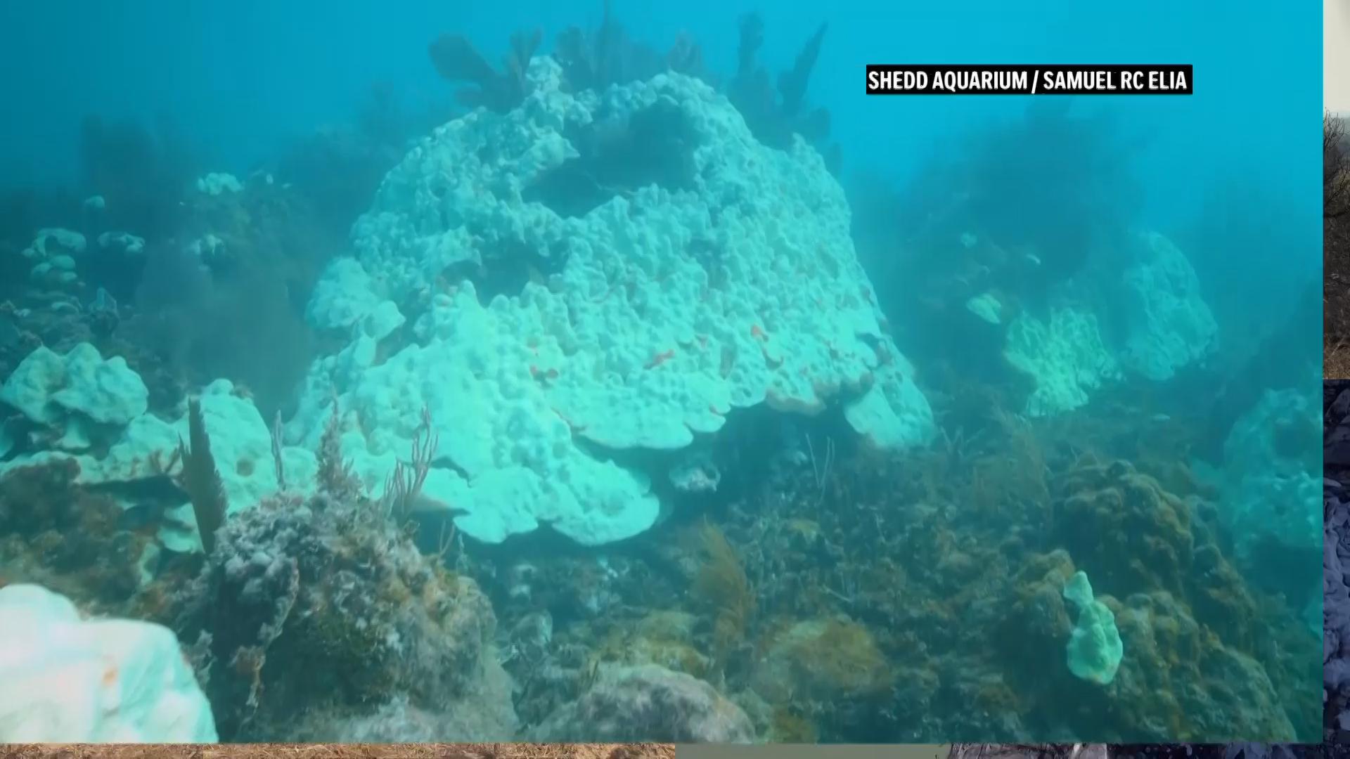 How a warming climate is impacting wildlife and people around the world