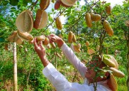 El chocolate, el vino y el café podrían dejar de ser cotidianos y convertirse en "productos de lujo"