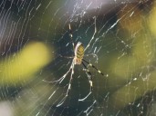 Qué significa que aparezcan arañas en casa, según la psicología