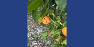South Georgia citrus farmer navigates hail, plunging temperatures