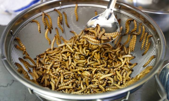 ¿Tuviste un sueño con gusanos? Descubre qué significa esto