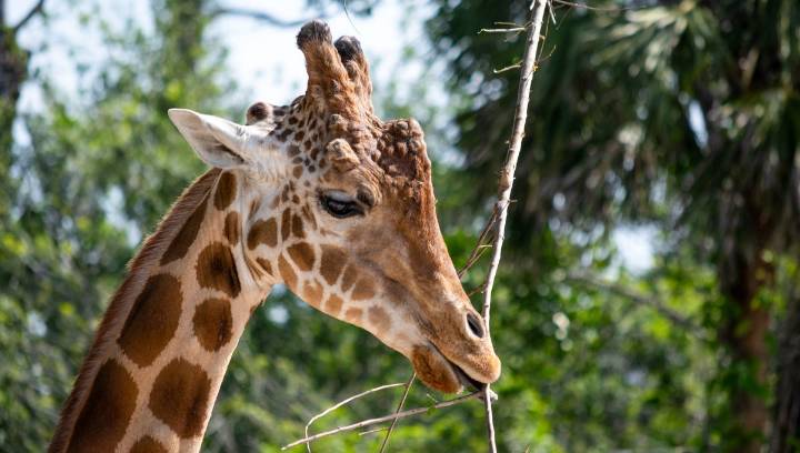 Most Of The Giraffes In North America Are Hybrids – And That’s Not Good For Conservation