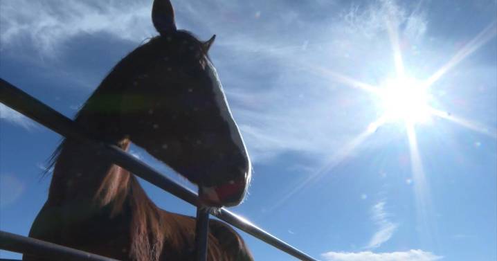 Equine herpes outbreak leaves Colorado veterinarians warning of dangers of traveling with horses