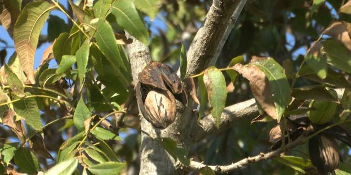 La apuesta por el pecán: una alternativa que crece en los bordes rurales