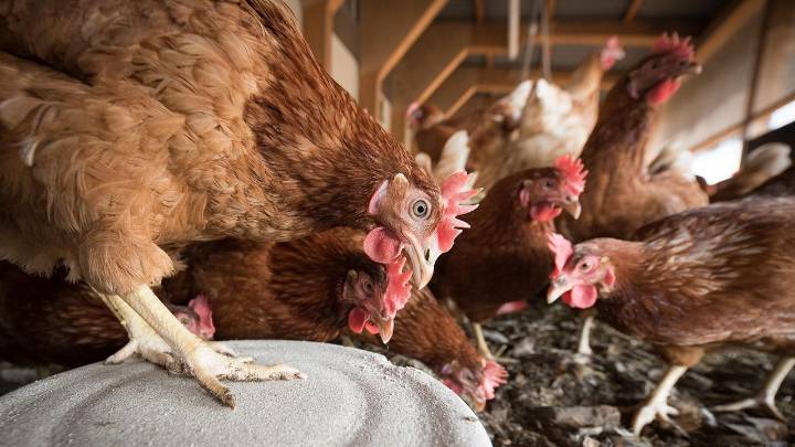 El Gobierno ordena el confinamiento de todas las aves de corral en España por riesgo de gripe aviar