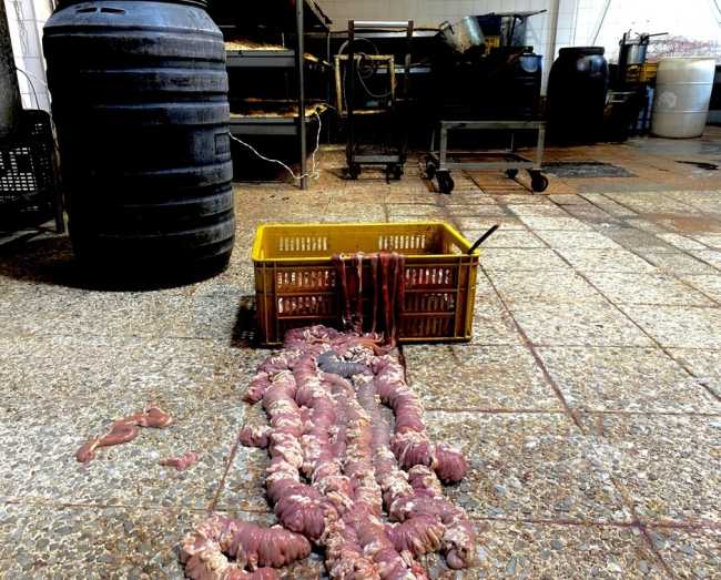 Incautaron 200 kilos de morcilla en mal estado en Kennedy