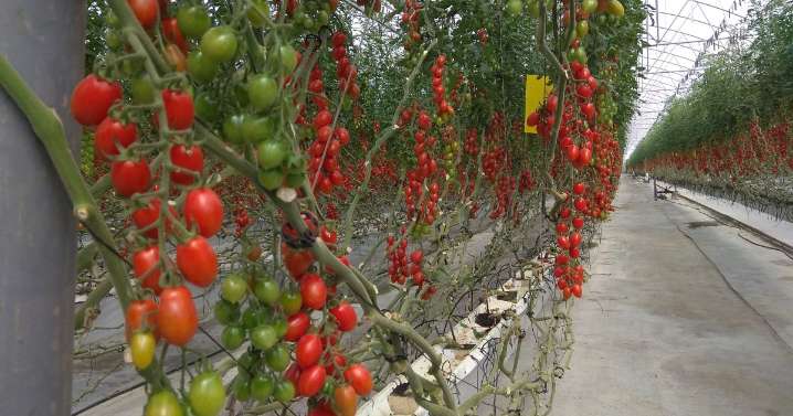 Un gigante agroalimentario marroquí reforzará con 20 millones de euros su apuesta por los cultivos del Sáhara