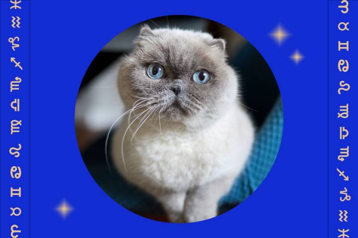 Which Cat Breed You Should Get, According to Your Zodiac Sign