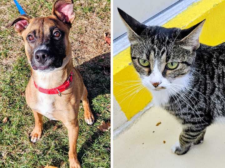 Pets of the week: Skol is very excited to meet you. Shade likes treats
