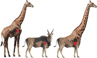 Why do giraffes have such long legs? Animal simulations reveal a suprising answer