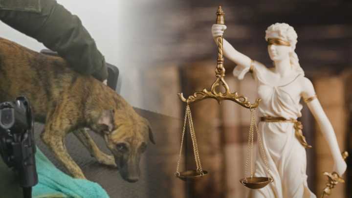 Maltrato animal en Antioquia: presunto agresor se entregó con un perro y autoridades investigan si es la víctima