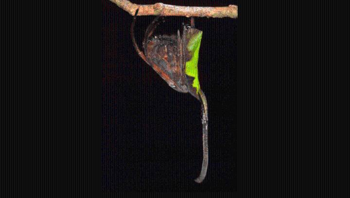 Poltys: Orb-Weaver Spiders That Look Exactly Like A Dead Leaf Are Masters Of Disguise