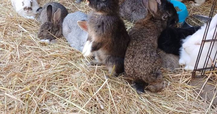 Combaten abandono y maltrato de conejos