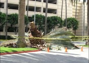 Científicos crean método para salvar palmeras antes de que mueran