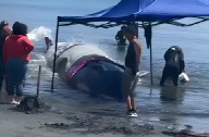 Video | Antofagasta: Locatarios piden rescate urgente para ballena varada en Isla Santa María