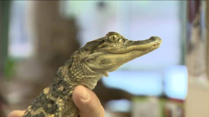 ‘We saved the little guy’: Man who rescued alligator from Charles River reunites with reptile