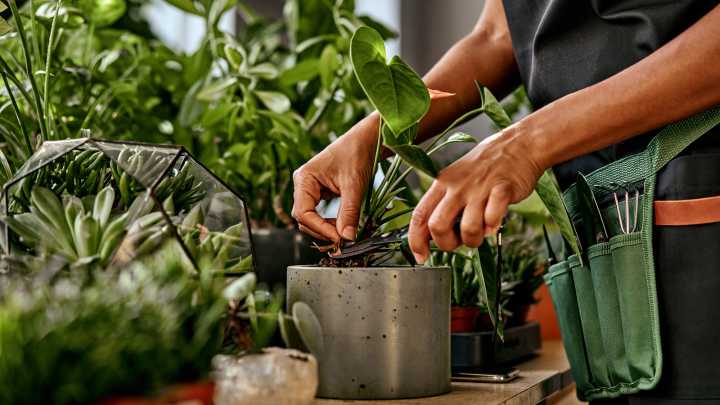 Indoor Plants Need Winter Care Too. Here's The Number One Thing To Do
