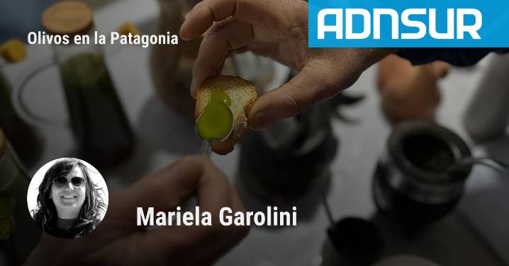 Aceite de oliva artesanal en Comodoro: una chacra que abrió camino donde nadie miraba