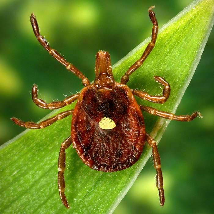 Scientists document a death from a meat allergy tied to certain ticks