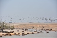 Llega por fin una medida definitiva para proteger la fauna silvestre en puntos críticos por sequía en Paz de Ariporo