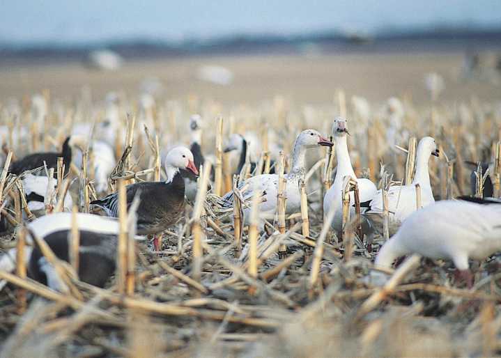 Game and Fish monitors bird flu during fall migration