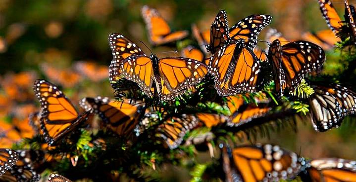 ‘Las novias del sol ya están aquí’: hijo de Homero Gómez reporta alta presencia de mariposas monarca