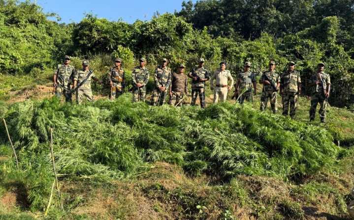 Jatrapur police destroys 1 lakh cannabis plants