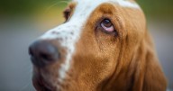 Common dog ‘head shake’ symptom that’s actually serious infection