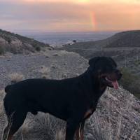 Family wants answers after dog killed by Border Patrol