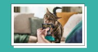 Reveal Pet Food Focuses on Recipes Designed Specifically for Cats