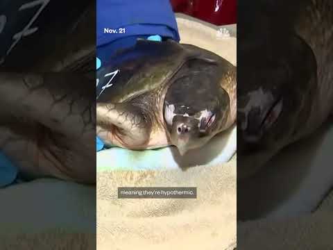 Sea turtles nursed back to health in Massachusetts
