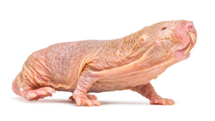 10 of the World's Ugliest Animals: So Homely They're Cute