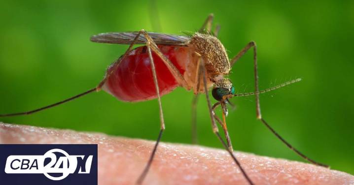 Detectaron el primer caso autóctono del virus Usutu en un donante de sangre