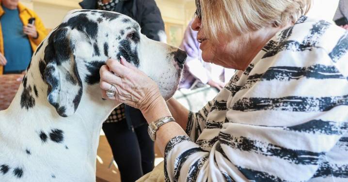 Furry friends at the COA