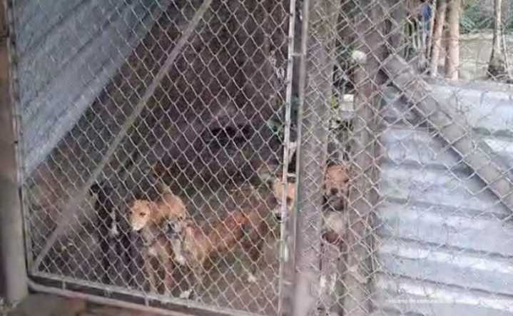 Hombre es imputado por tener 14 perros en precarias condiciones
