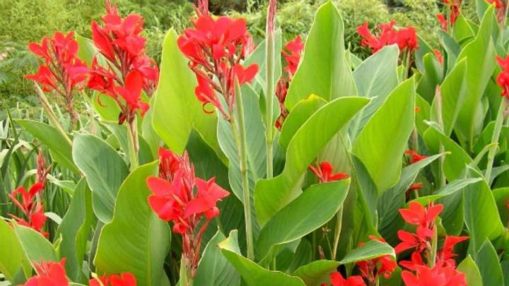 La planta que florece incluso con calor extremo y convierte cualquier rincón en un jardín tropical