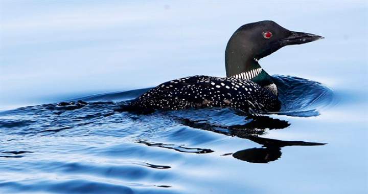 One of Ontario’s ‘most important freshwater ecosystems’ is at risk: report