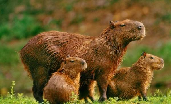 Revés para los vecinos de Nordelta: la Justicia volvió a fallar a favor de los carpinchos