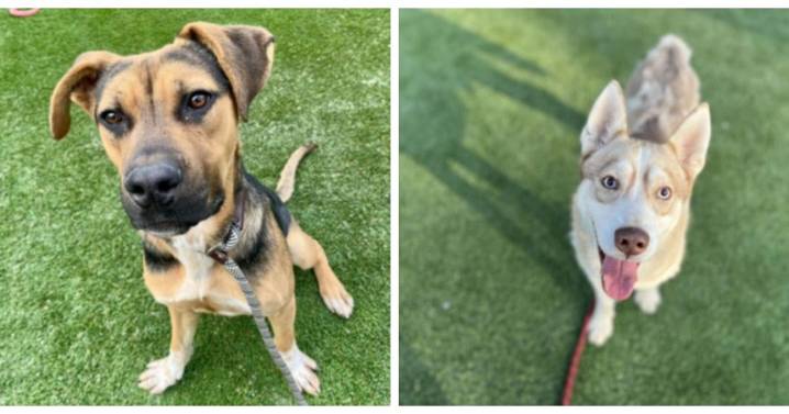 Meet Eli and Blondie: Eastsider Pets of the Week!