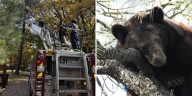 Fire crews help rescue bear from tree in Payson area
