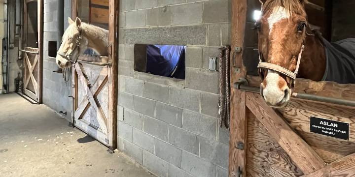 RACC provides second chance for Eastern Shore horses with Tommie Fund Support