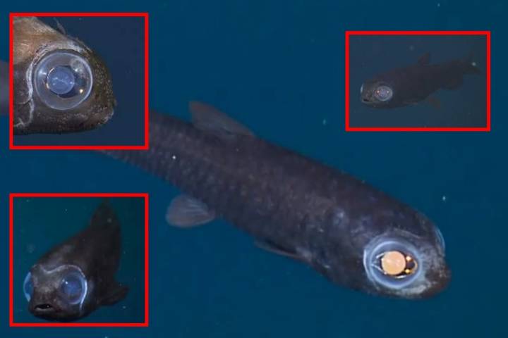 El sorprendente pez búho: un habitante transparente de las profundidades