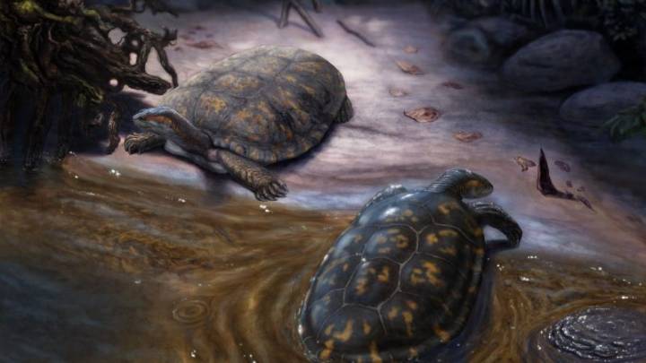 Una tortuga prehistórica recibe nombre inspirado en Shakira