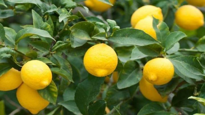 Cada cuánto y cómo hay que podar el limonero en primavera para tener frutos jugosos