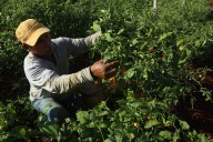 La crisis en el campo mexicano