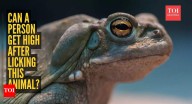 Viral lick toad trend: Can a person get high after licking this animal