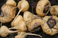 Maca peruana obtiene reconocimiento oficial para ingresar al mercado argentino